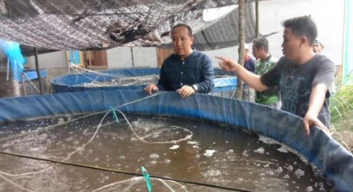 Ketua Komisi III DPRD Balangan, Hafis Ansari saat memantau pembudidaya ikan di Desa Baruh Bahinu Dalam, Kecamatan Paringin Selatan. (Foto : Istimewa)