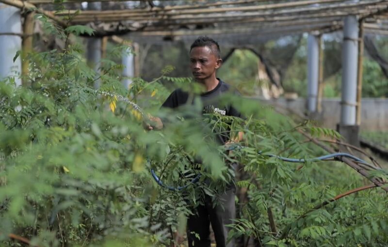 Upaya pengembangan ekosistem biomassa berbasis pertanian terpadu yang diinisiasi oleh PT PLN (Persero) melalui sub holding PT PLN Energi Primer Indonesia bakal mengubah lahan yang sebelumnya kritis menjadi lebih hijau dan produktif. (Foto : Istimewa)
