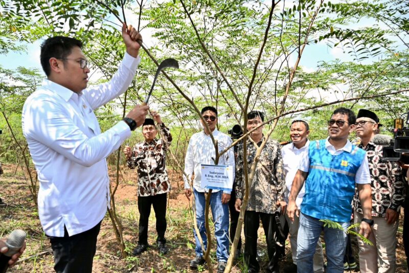Tanaman indigofera memiliki banyak manfaat, batangnya dimanfaatkan sebagai bahan baku co-firing dan daunnya untuk pakan ternak. Wakil Menteri Pertanian, Sudaryono (kiri) sedang melakukan pruning dahan pohon indigofera.