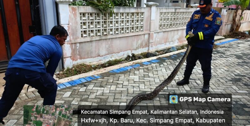 Petugas Damkar Posko Simpang Empat Kabupaten Tanah Bumbu berhasil melakukan evakuasi penanganan ular sanca. (Foto : Istimewa)