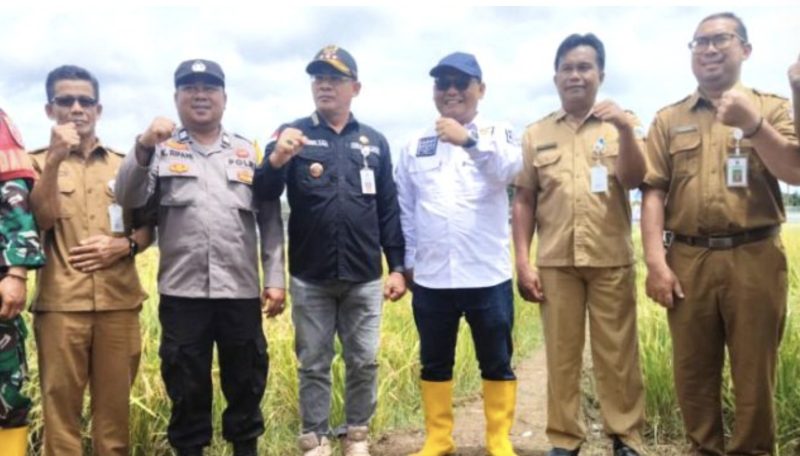 Wakil Ketua I DPRD Kotabaru, Awaludin menghadiri kegiatan panen raya padi, Desa Bumi Asih, Kecamatan Kelumpang Selatan. (Foto: Istimewa)