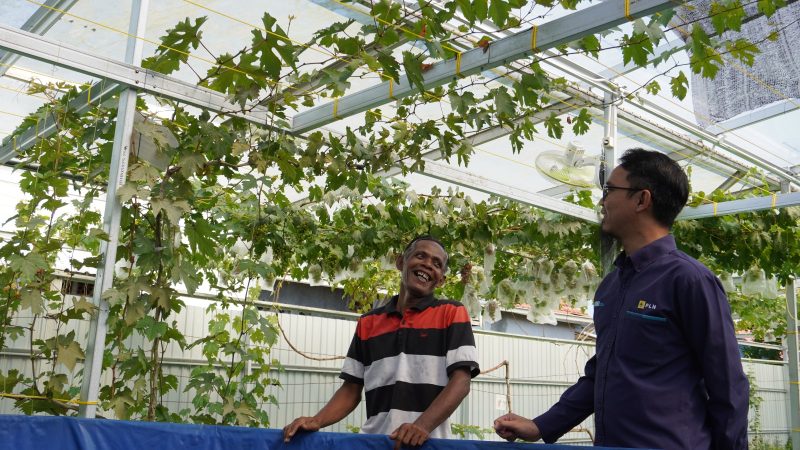 Agus Mandala Putra (kanan) selaku perwakilan tim PLN UP2B Kalselteng meninjau green house kebun anggur dan kolam lele Pokmas Cempakasari yang berkembang pesat pasca bantuan pembibitan, Banjarbaru (23/9).