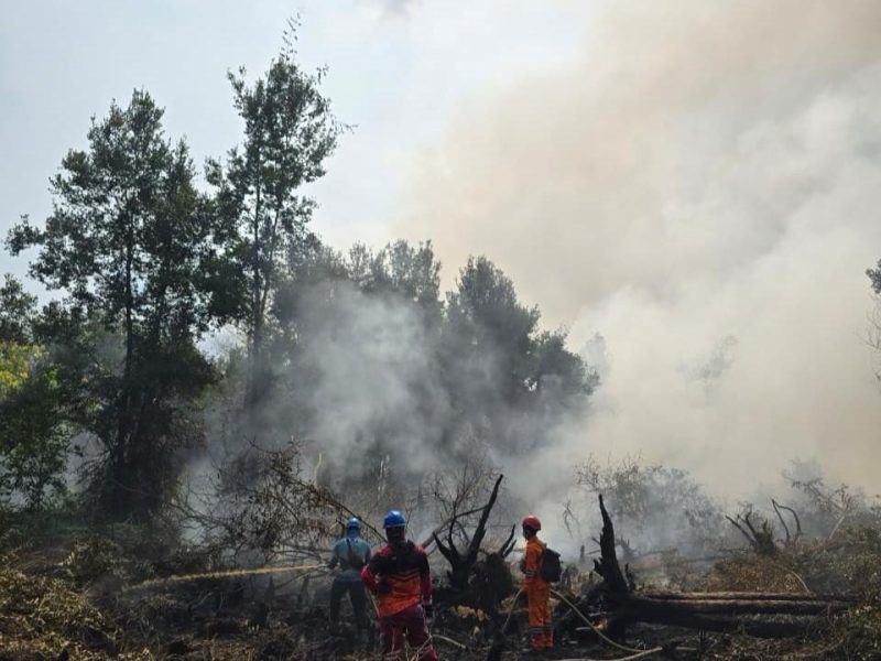 Kobaran api yang melanda kawasan Tumbang Nusa ditangani melalui kolaborasi berbagai pihak. Tim PLN turut ambil bagian dalam proses pemadaman sebagai bentuk kepedulian terhadap lingkungan sekaligus upaya melindungi infrastruktur ketenagalistrikan yang berada di sekitar lokasi kebakaran.